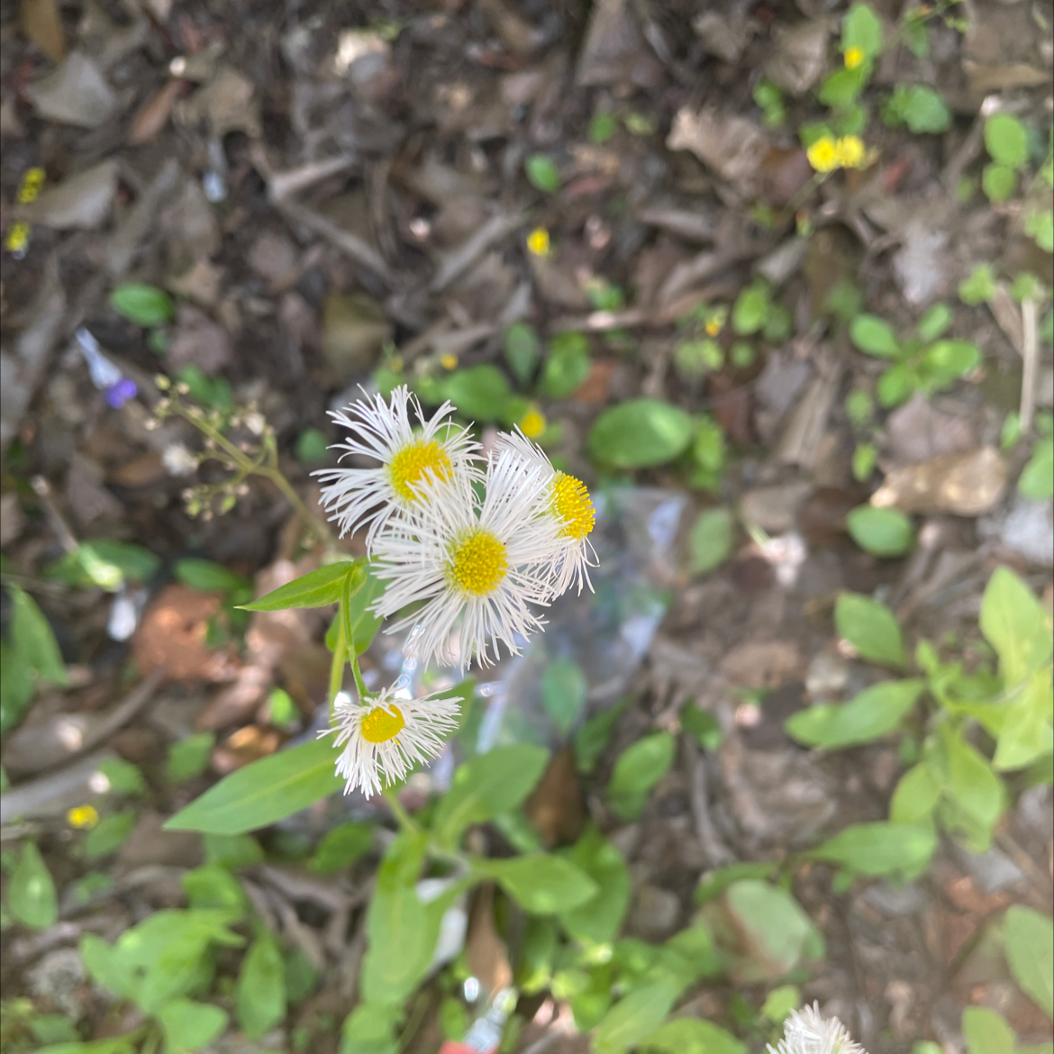 Annual Fleabane plant with small white flowers and yellow centers, surrounded by soil and other vegetation.