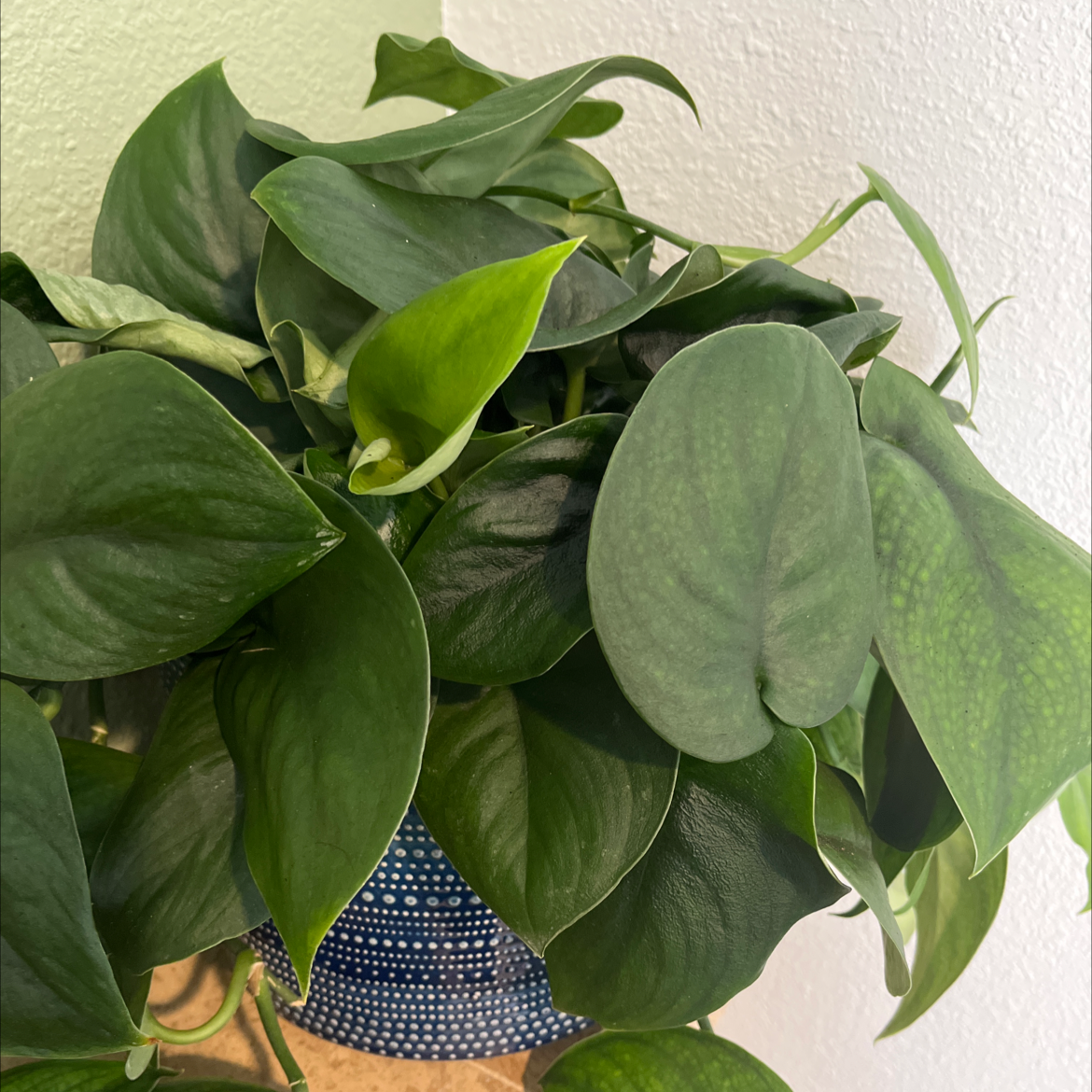 Healthy Jade Satin Pothos plant with vibrant green leaves in a decorative pot.