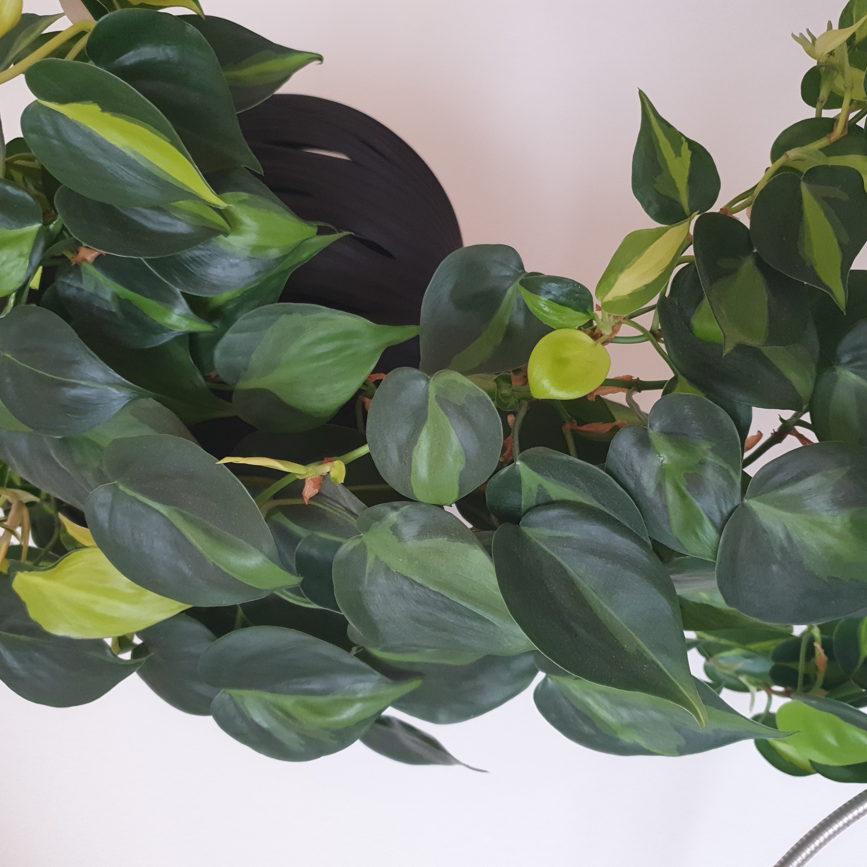 Philodendron 'Rio' plant with healthy variegated green leaves.