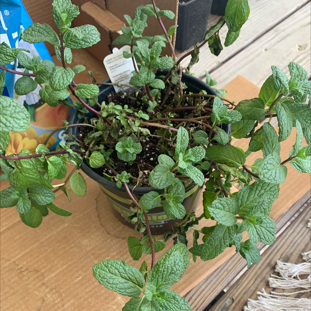 Potted spearmint plant with green leaves, visible soil, and healthy appearance.