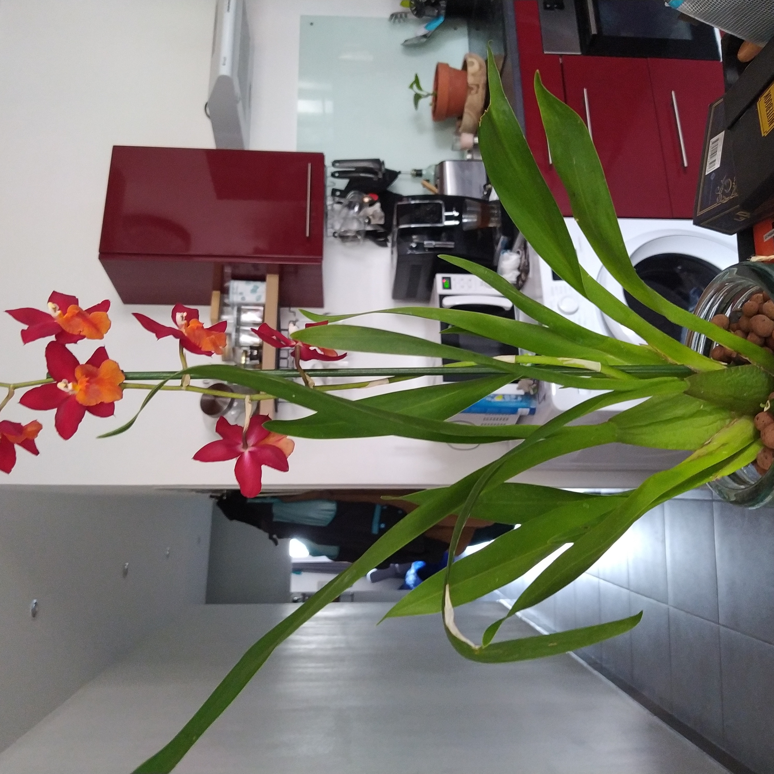 Photo of the plant species Oncidium alexandrae by @NiceTwister named Walt on Greg, the plant care app
