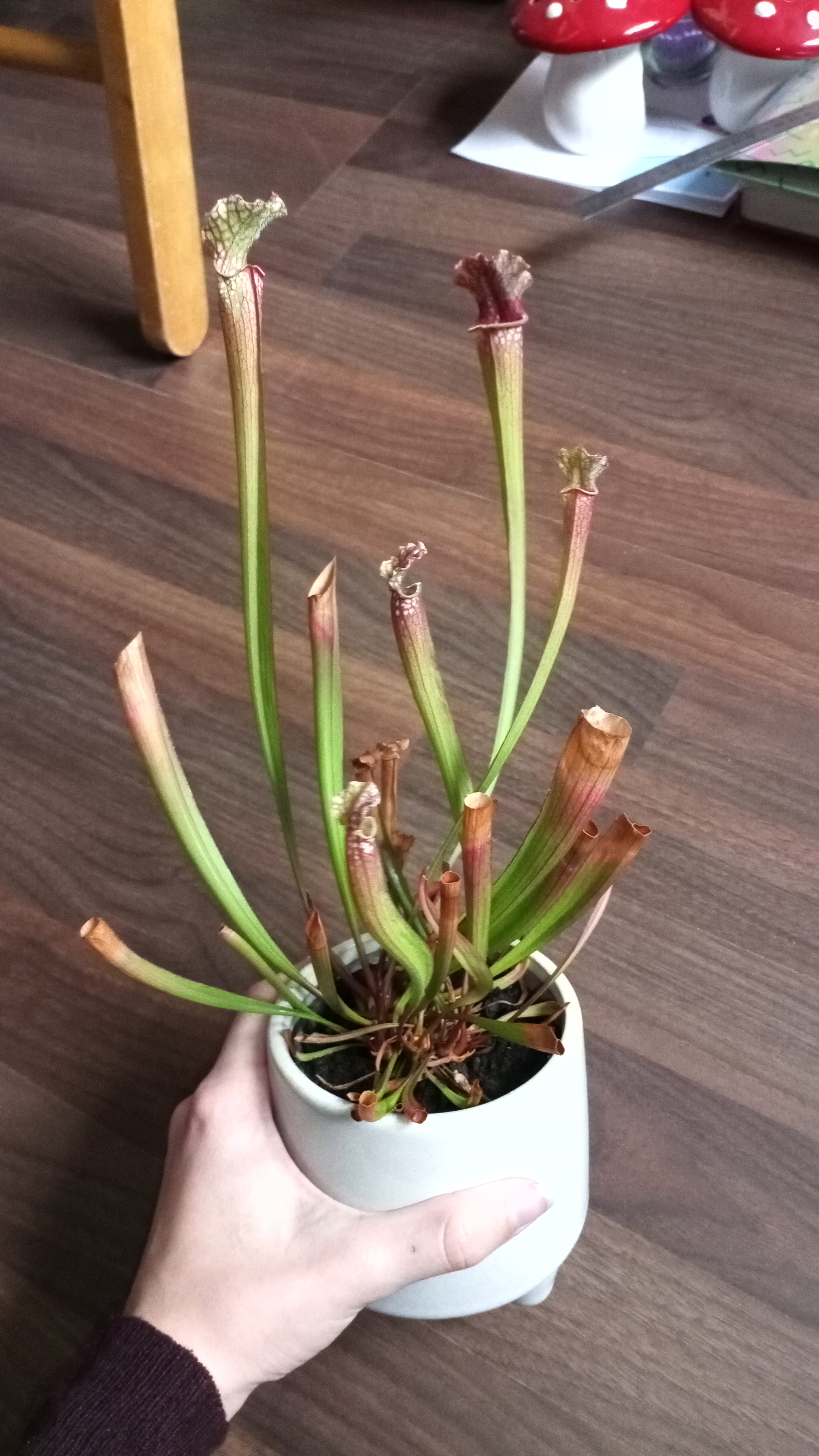 Yellow Pitcher Plant in a white pot, showing browning and wilting leaves, held by a hand.