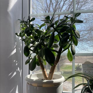 Jade plant in Clinton, Ontario