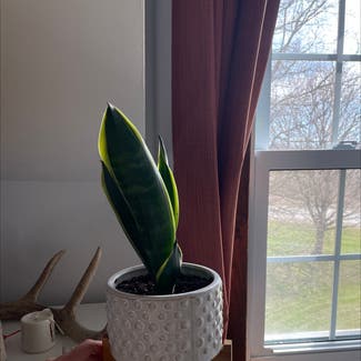 Snake Plant plant in Clinton, Ontario