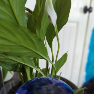 Peace Lily plant in North Bend, Oregon