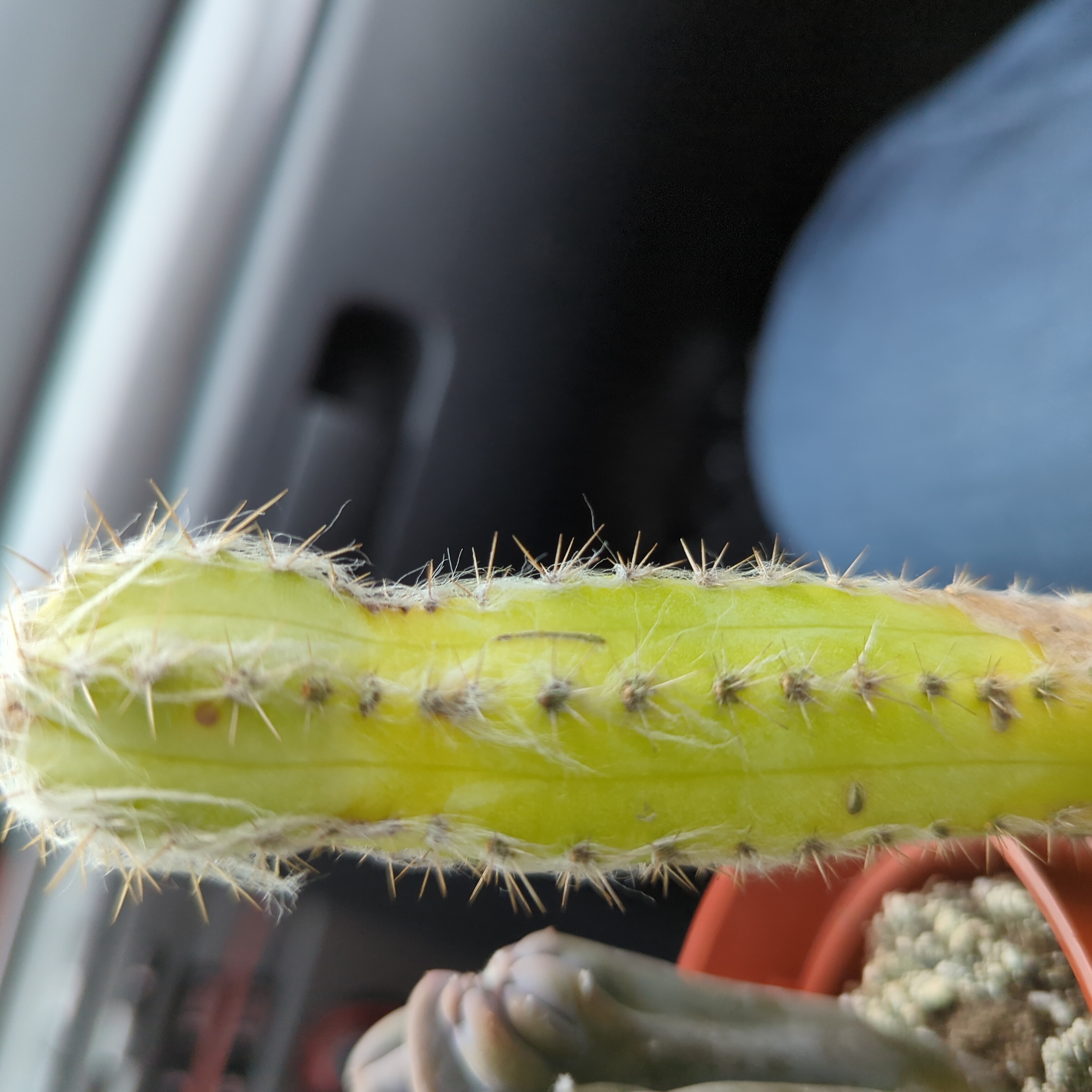 Photo of the plant species Espostoa senilis by @RoXyR named Scarlett on Greg, the plant care app