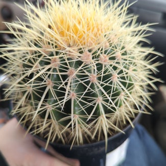 Golden Barrel Cactus plant in North Bend, Oregon