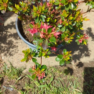Pink Azalea Bonsai plant in North Bend, Oregon