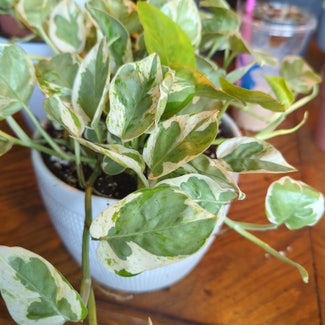 Pearls and Jade Pothos plant in North Bend, Oregon