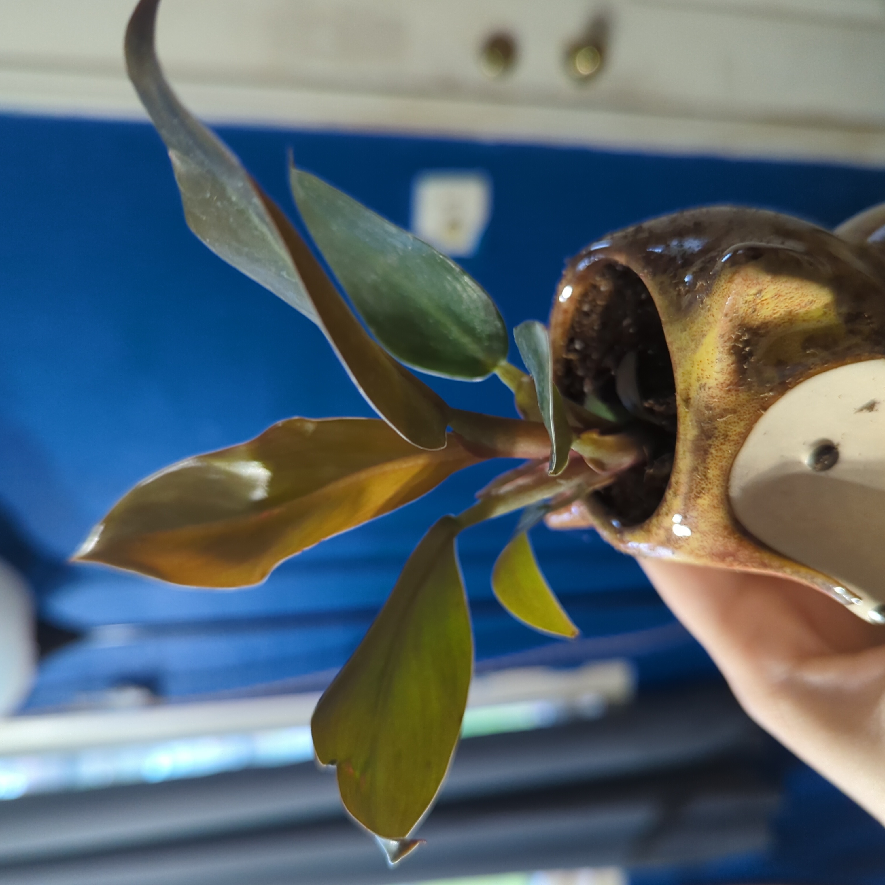 Philodendron 'Imperial Red' plant with some browning leaves, held by a hand.