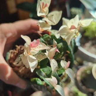 Asian jasmine plant in North Bend, Oregon