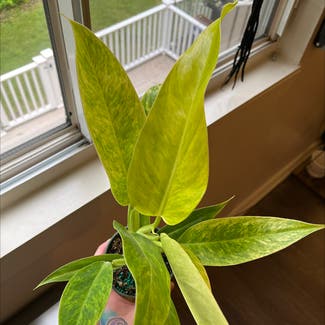 Philodendron plant in Phoenixville, Pennsylvania