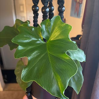 Philodendron 'Hope' plant in Phoenixville, Pennsylvania