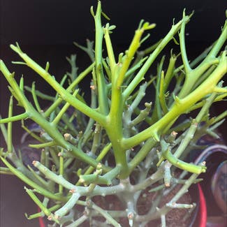 Euphorbia 'Briar Patch' plant in Phoenixville, Pennsylvania
