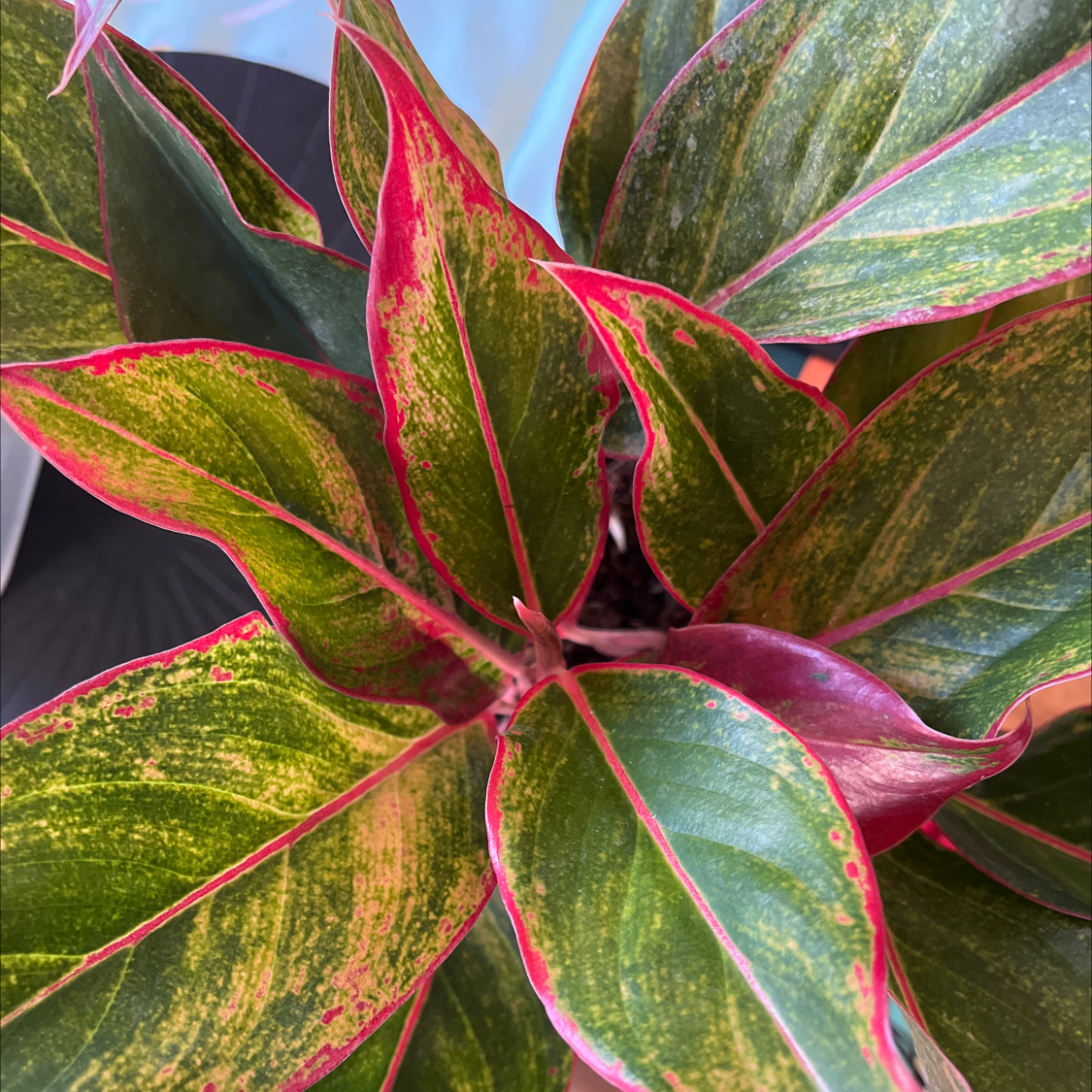 Photo of the plant species Red Siam Aurora Aglaonema by @Kaleyeeaah named Ruby on Greg, the plant care app