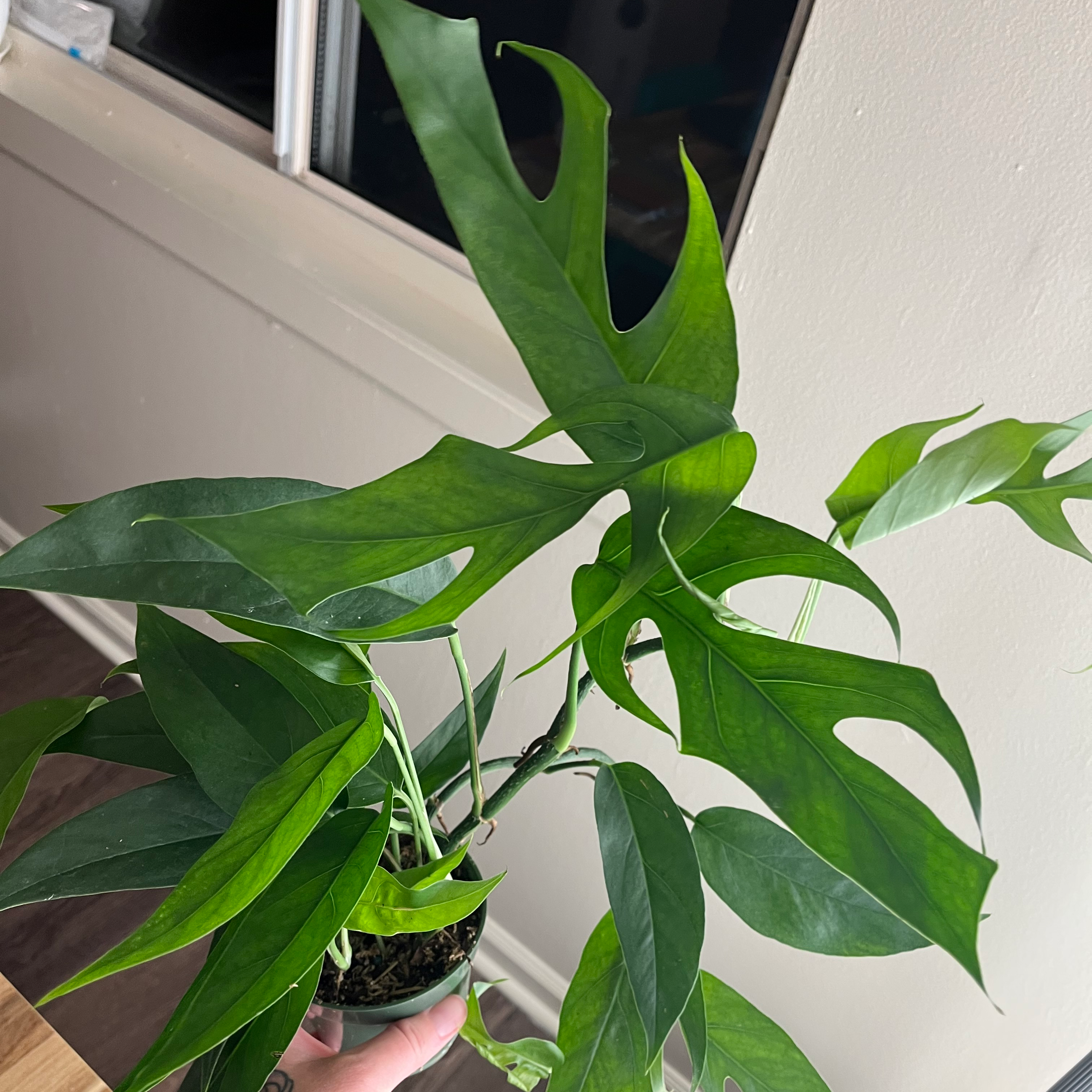 Photo of the plant species Asian Form Epipremnum Pinnatum by @Kaleyeeaah named E.P. phone home on Greg, the plant care app