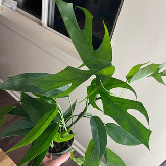 Asian Form Epipremnum Pinnatum plant in Phoenixville, Pennsylvania
