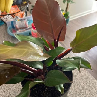 Philodendron Prince of Orange plant in Phoenixville, Pennsylvania