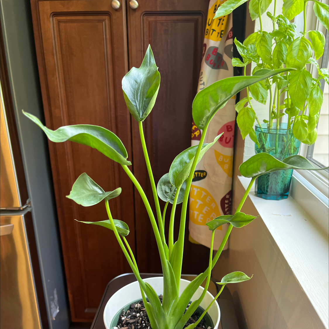 Healthy Tiny Dancer plant in a white pot, placed in a kitchen setting.