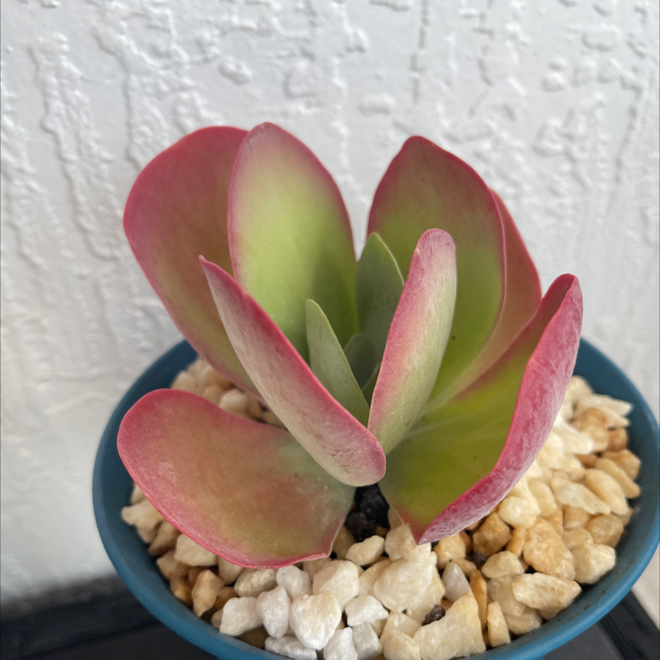 Photo of the plant species Paddle Plant by @HealthyRamshorn named Surya on Greg, the plant care app