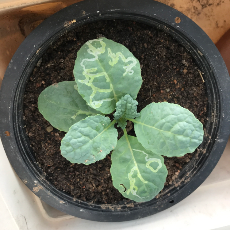 Healthy wild cabbage plant with green crinkled leaves growing in a black plastic pot filled with soil.