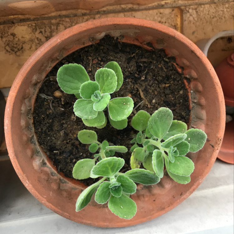 Potted Mexican Mint plant with green, fuzzy leaves in a terracotta pot.
