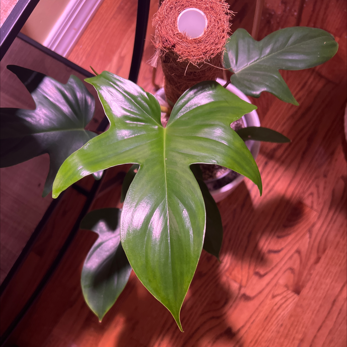 Philodendron 'Florida' plant with healthy, glossy green leaves in a well-lit indoor environment.