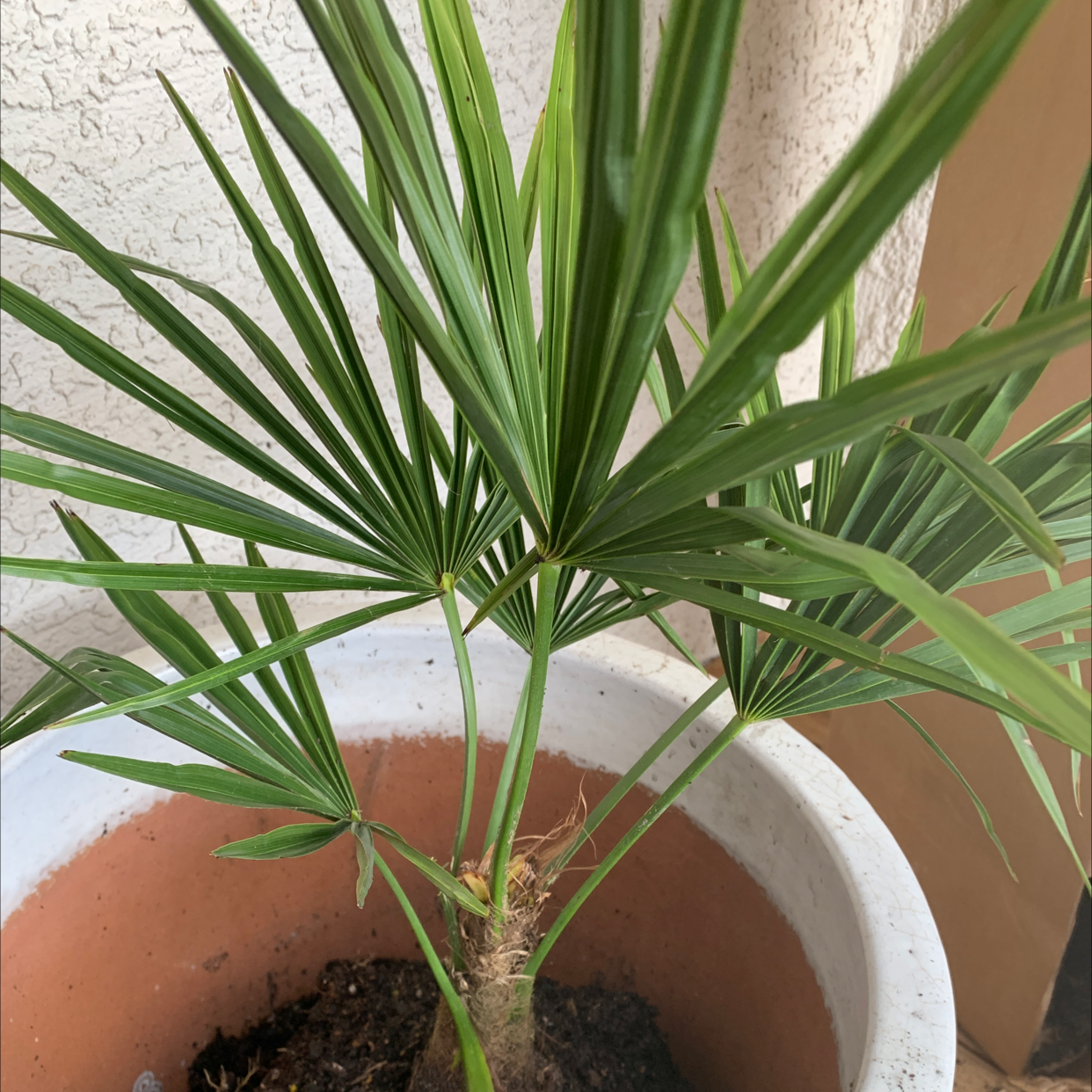 European Fan Palm in a pot with green leaves and visible soil.