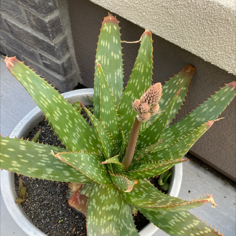 Photo of the plant species Broad-Leaved Aloe by @Ashlikayyy named Bob on Greg, the plant care app