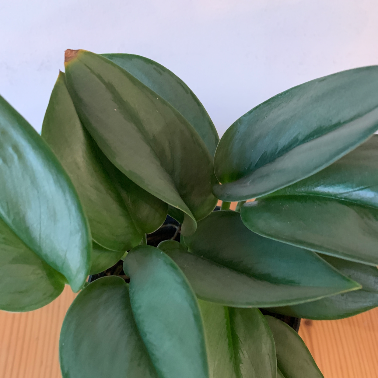 Scindapsus treubii 'Moonlight' plant with glossy green leaves and slight browning at one leaf tip.