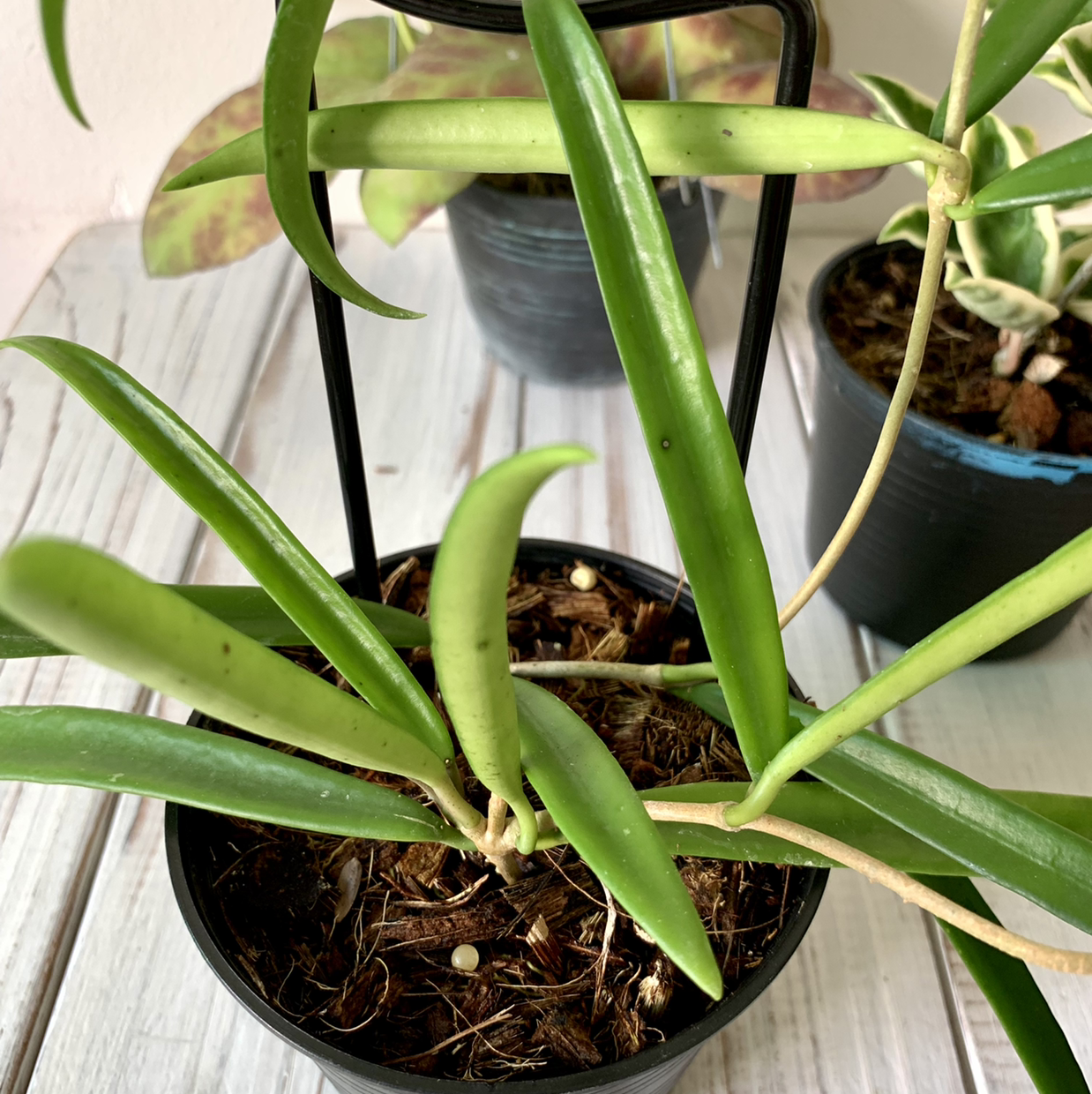 Hoya shepherdii plant in a pot with elongated green leaves and visible soil.