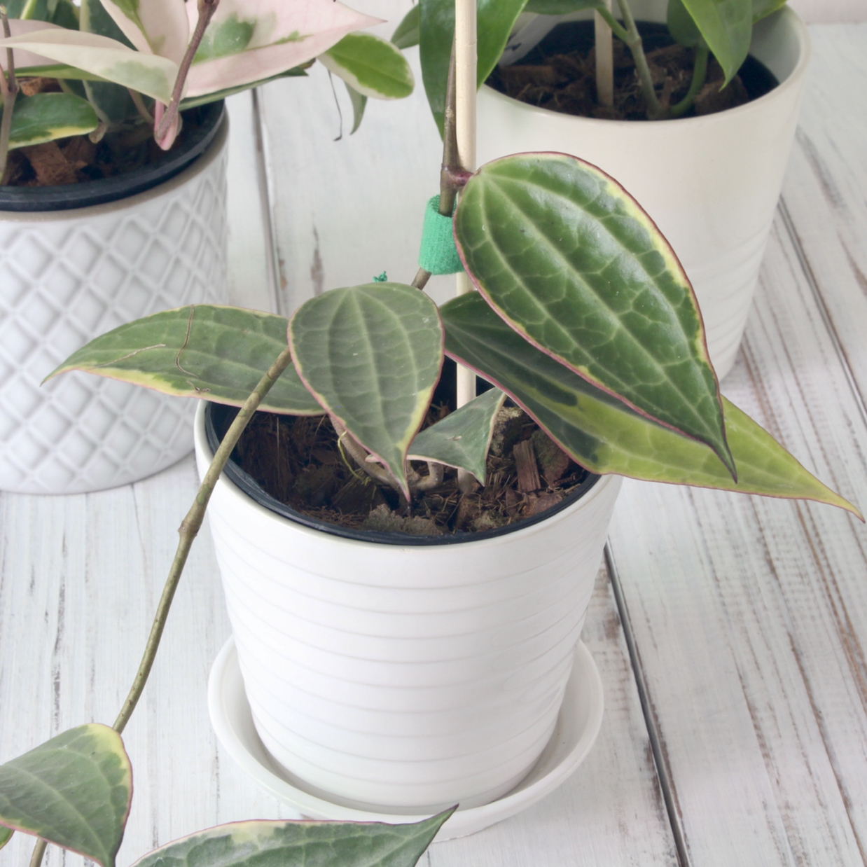 Hoya macrophylla 'Albomarginata' plant in a white pot with healthy leaves.