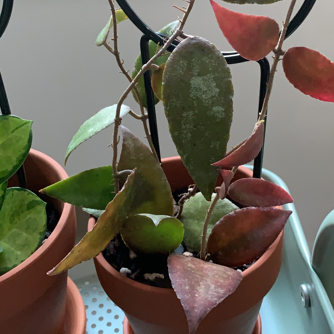 Black Spots on My Hoya caudata 'Sumatra' Leaves