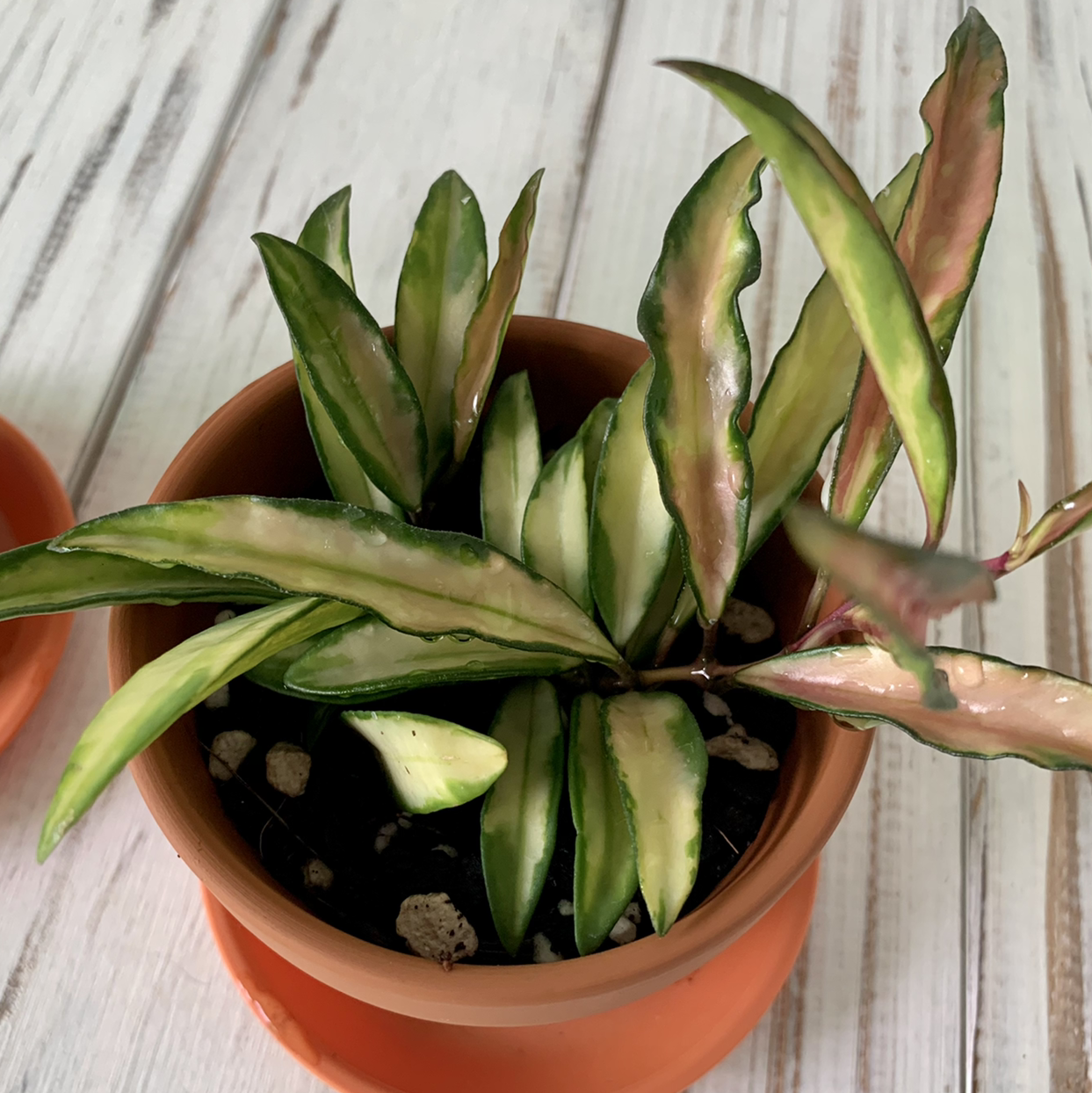 Variegated Hoya kentiana plant in a terracotta pot with green and cream variegated leaves.