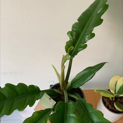 Philodendron Narrow Tiger Tooth plant