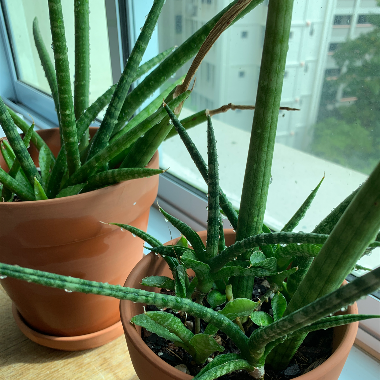 Two potted Starfish Snake Plants on a windowsill with minor browning on some leaf tips.