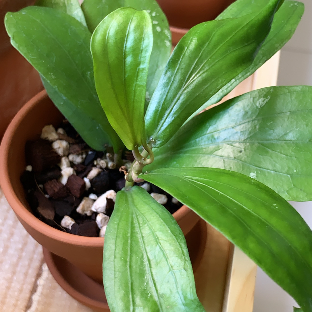 Photo of the plant species Hoya erythrina 'Nara' by @Joanneplants named Hoya Erythrina on Greg, the plant care app