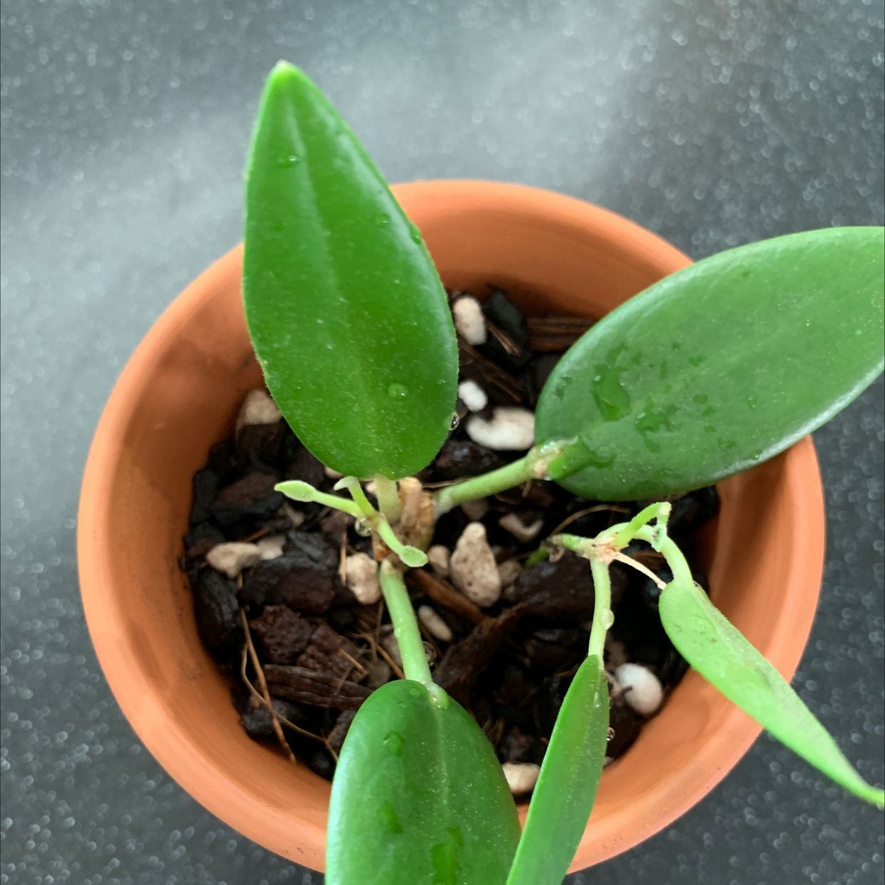 Photo of the plant species Waxvine by @Joanneplants named Your plant on Greg, the plant care app