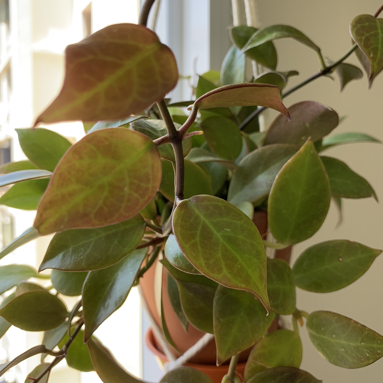 Hoya 'Sunrise' plant with healthy green and reddish leaves in a pot.