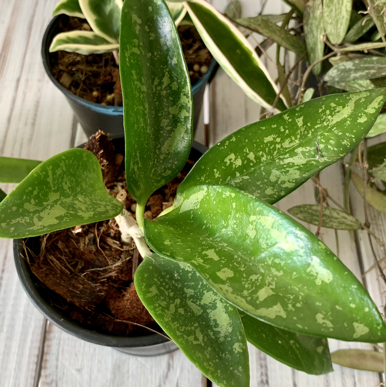 Photo of the plant species Hoya verticillata var. verticillata by @Joanneplants named Hoya pottsii splash on Greg, the plant care app
