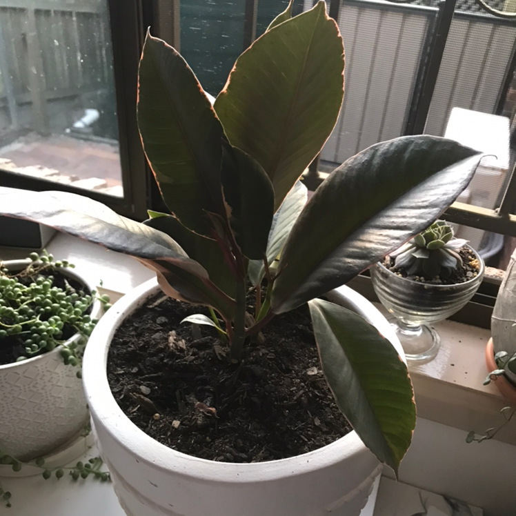 Ficus 'Ruby' Is Toxic To Humans