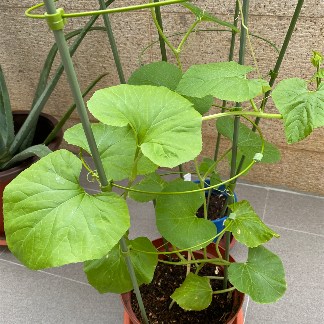 Healthy melon plant with large green leaves, supported by a trellis in a pot.