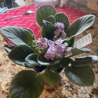 Kenyan Violet plant in Amarillo, Texas