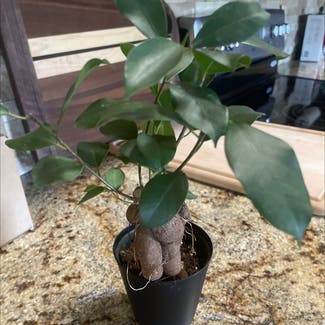 Ficus Ginseng plant in Amarillo, Texas