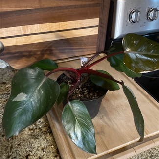 Blushing Philodendron plant in Amarillo, Texas