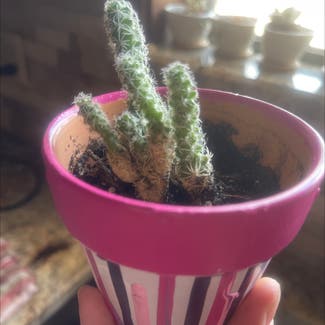 Lady Finger Cactus plant in Amarillo, Texas