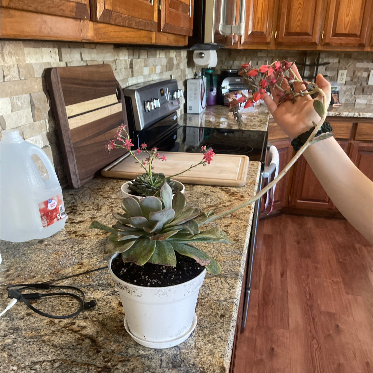 San Gabriel River Dudleya plant in a white pot with red flowers, held by a hand.