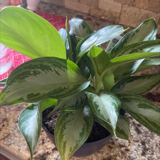 Chinese Evergreen plant in Amarillo, Texas