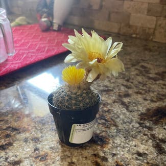 Simpson Hedgehog Cactus plant in Amarillo, Texas
