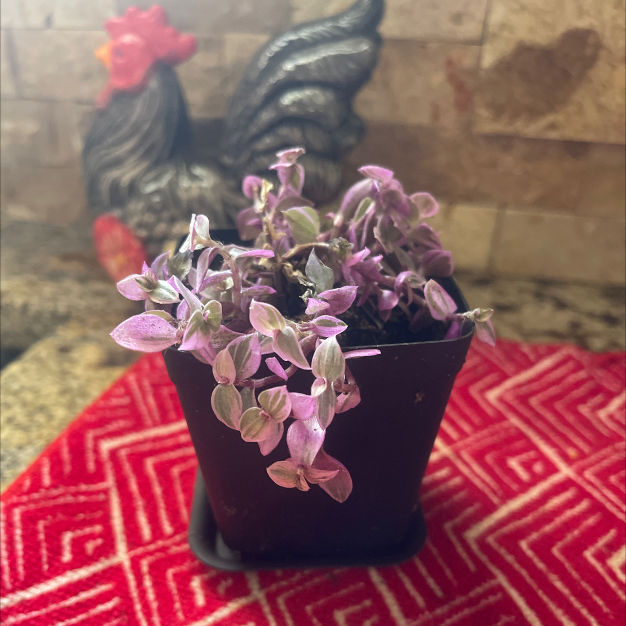 Potted Callisia Pink Panther plant with pink and green leaves on a red patterned surface.